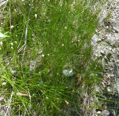 Eleocharis macrostachya