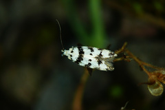 Pseudotelphusa scalella