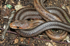 Pantherophis bairdi