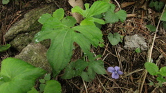 Viola triloba