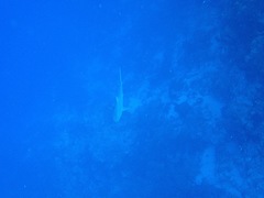 Carcharhinus perezii