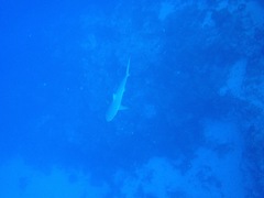 Carcharhinus perezii