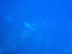 Carcharhinus perezii