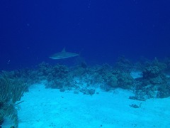 Carcharhinus perezii