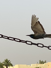 Merops cyanophrys