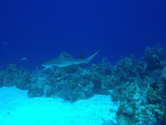 Carcharhinus perezii