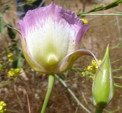 Calochortus plummerae