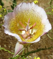 Calochortus plummerae
