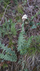 Diarthron altaica