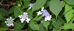Hydrangea serrata