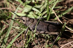 Dictyophorus griseus