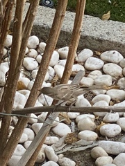 Passer domesticus