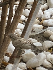 Passer domesticus
