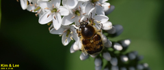 Lasiotrichius succinctus