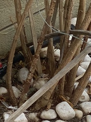 Passer domesticus