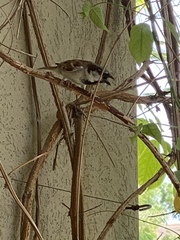 Passer domesticus