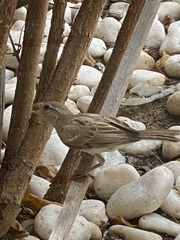 Passer domesticus