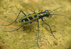 Cosmodela barmanica