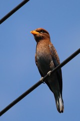 Eurystomus glaucurus