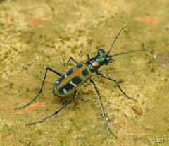 Cosmodela barmanica