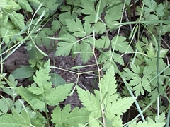 Osmorhiza depauperata