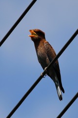 Eurystomus glaucurus