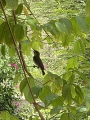 Cinnyris asiaticus