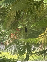 Cinnyris asiaticus