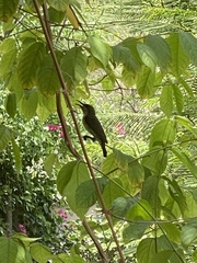 Cinnyris asiaticus