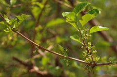 Meyna laxiflora
