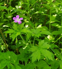 Geranium palustre