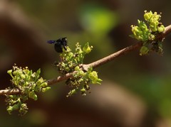Meyna laxiflora