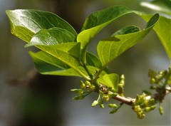 Meyna laxiflora
