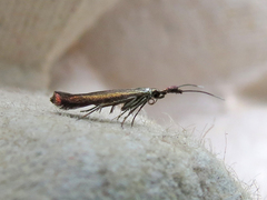 Coleophora deauratella
