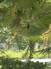Cinnyris asiaticus