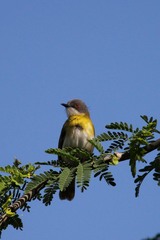 Apalis flavida