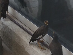 Acridotheres tristis
