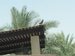 Acridotheres tristis