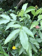 Melicoccus bijugatus