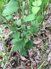 Eupatorium rotundifolium