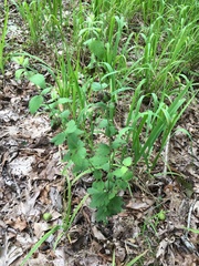 Eupatorium rotundifolium