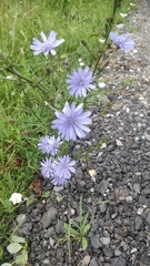 Cichorium intybus
