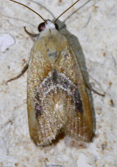 Ponometia venustula