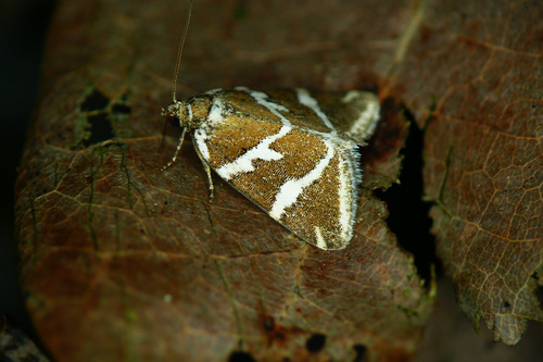 Silver barred