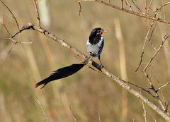 Alectrurus risora