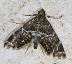 Usingeriessa onyxalis