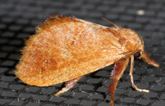 Adoneta pygmaea