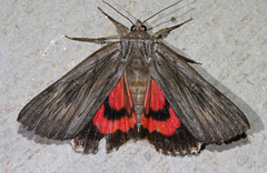Catocala herodias