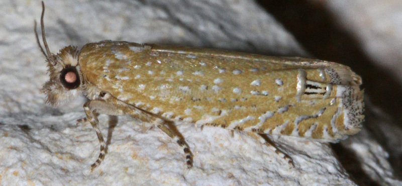Pelochrista albiguttana