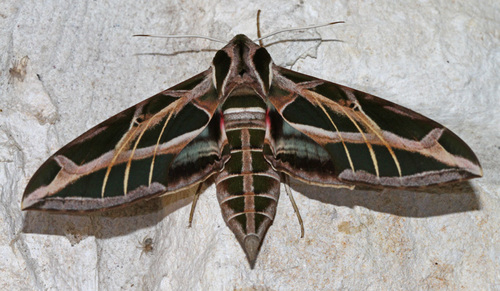 Vine Sphinx